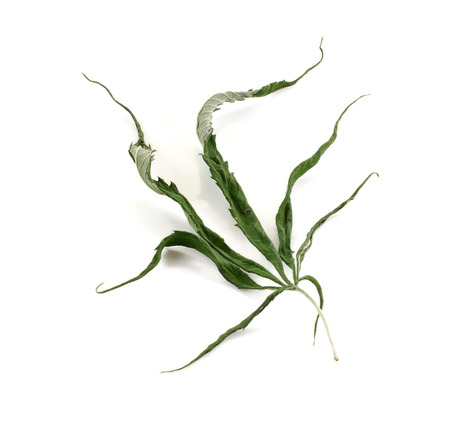 Cannabis indica texture on background.の写真素材