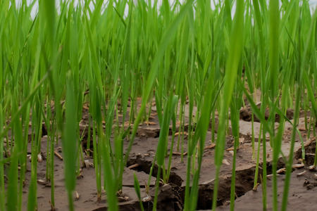 rice farm in thailand moutain background.の写真素材