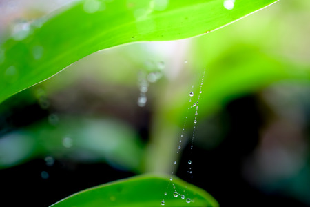 water drops on leaves in fresh garden.の写真素材