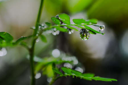 water drops on leaves in fresh garden.の写真素材