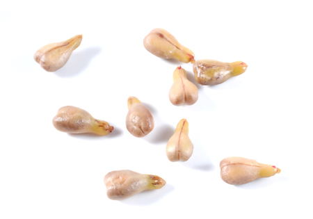 Grape seeds isolated on white backgroundの写真素材