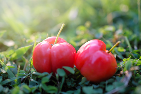 Acerola fruit close up on backgroundの写真素材