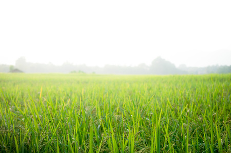 Rice leaf on nature background.の写真素材