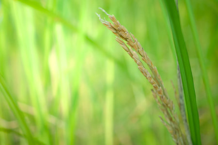 Rice leaf on nature background.