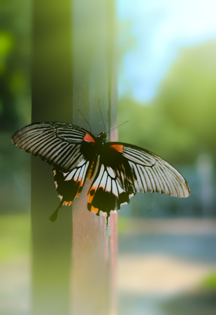 Butterfly need freedom on backgroundの写真素材
