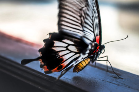 Butterfly need freedom on background
