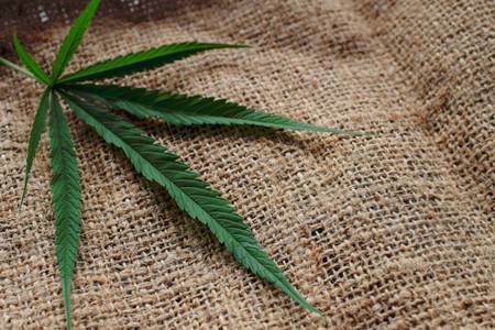 Cannabis indica texture on background.の写真素材
