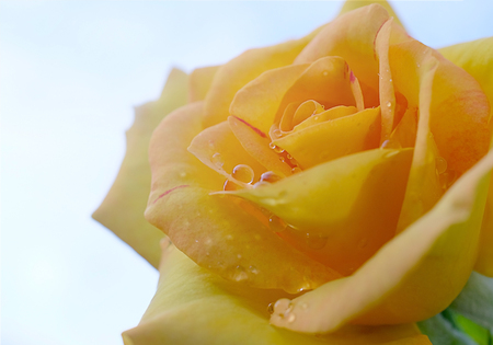 Rose yellow isolated on white backgroundの写真素材