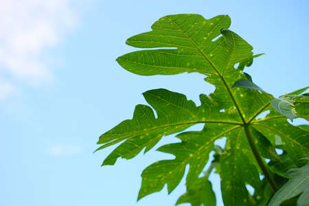 Leaves close up isolated on sky backgroundの写真素材