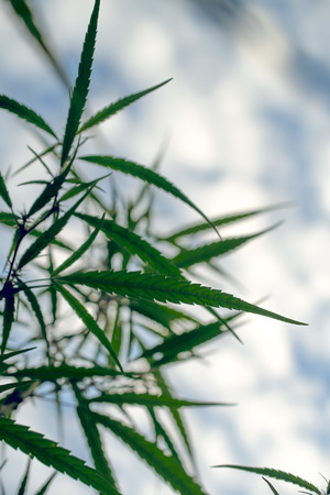 Cannabis indica texture on background.の写真素材