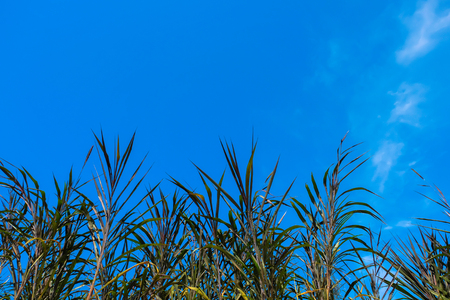 skies clouds sunset and sunlight backgroundの写真素材
