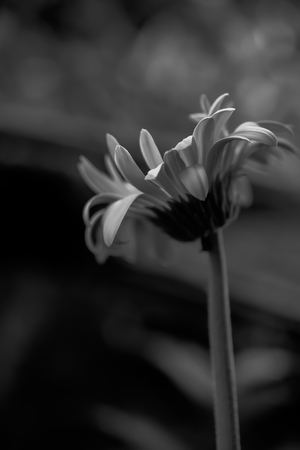 gerbera daisy close up macro textureの写真素材