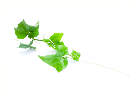 Vegetables gourd close up on white backgroundの写真素材