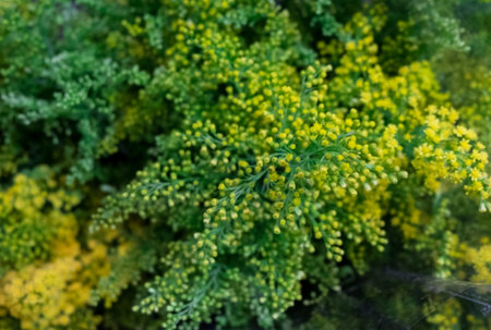 Flowers close up isolated on background