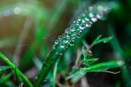Dew drop in morning on leafの写真素材