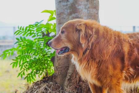 golden retriever dog on backgroundの写真素材