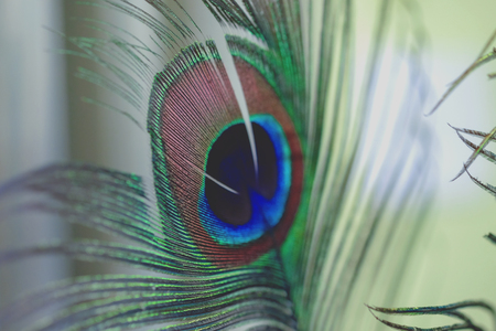 peacock boho style on backgroundの写真素材