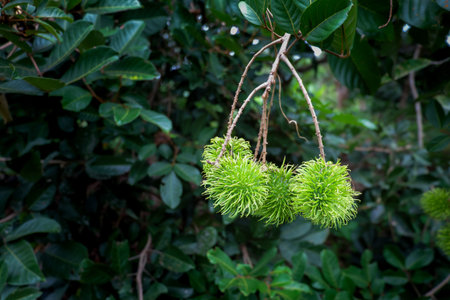 rambutan fruit on nature background