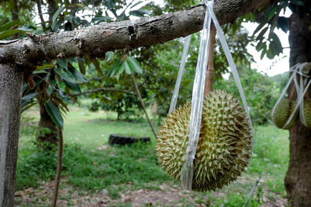 durian close up on background.の写真素材