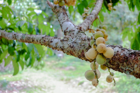 Lansium parasiticum close up on background