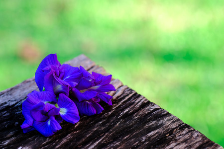Blue pea butterfly pea close up backgroundの写真素材