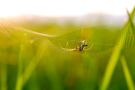spider making net on background.