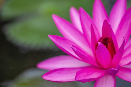 lotus flower close up on background.の写真素材