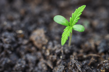 marijuana weed smoking close up on backgroundの写真素材