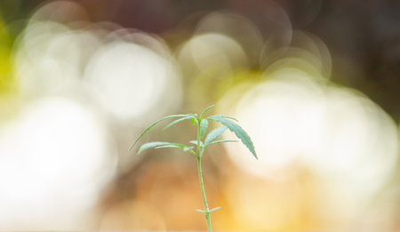 marijuana weed plant close up on backgroundの写真素材