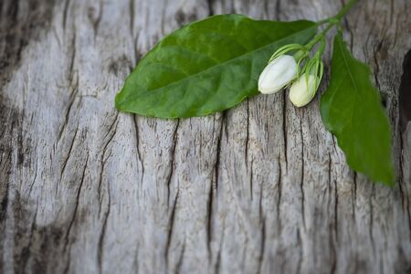 jasmine flowers on wood background.
の写真素材