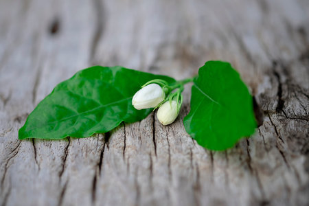 jasmine flowers on wood background.