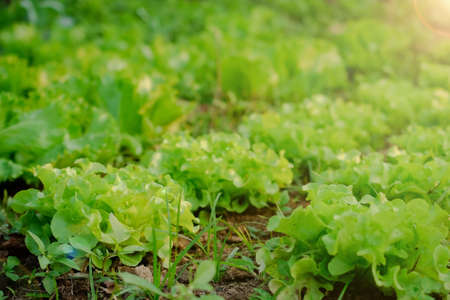 salads leaves with sunsetlight on background.の写真素材