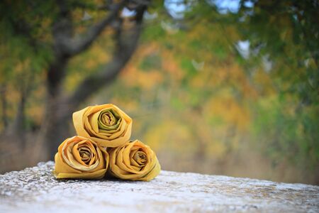 rose of autumnの写真素材