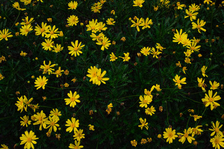 Yellow cosmos flowers in the garden, Thailand. Selective focus.