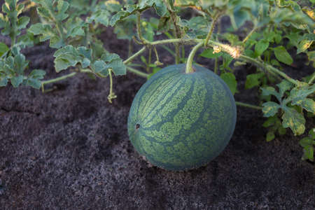 Ripe watermelon on a plantationの写真素材