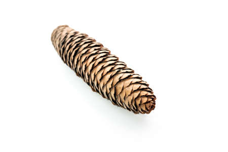 One spruce cone isolated on white backgroung. Shallow depth of view.の写真素材