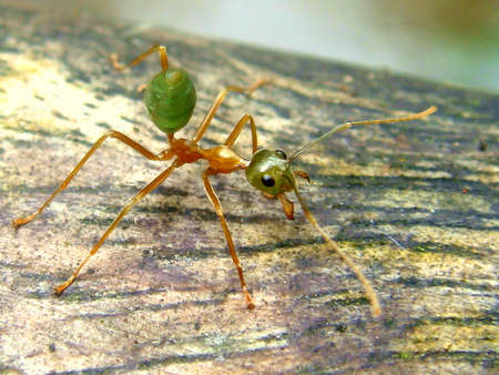 Closeup of a fire ant found in the jungle in Belizeの写真素材