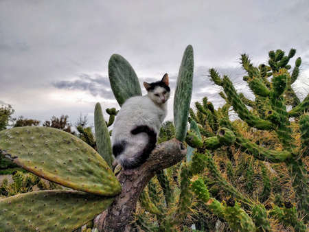 Black-white cat sitting on a cactus, nature background.  Location Larnaca, Cyprus.の写真素材