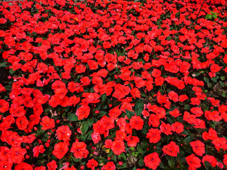 Close-up a flowerbed with red flowers. Field with red little flowers and shallow depth on field. Spring background.の写真素材