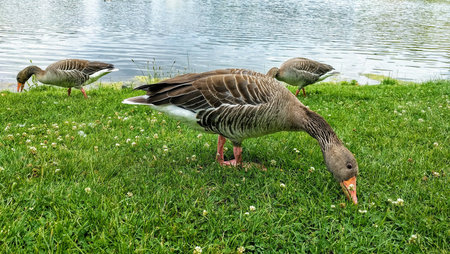 Greylag Goose is grazing on the grass near lake and looking for food.  park, Germany, Munich. Grey...