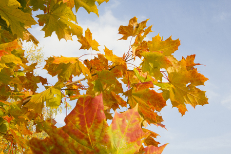 Orange autumn leaves on blue sky backgroundの写真素材
