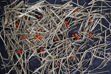 Rowan berries and hay background on dark clothの写真素材