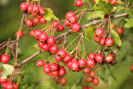 Branch of fresh ripe red hawthorn berries with green leaves in the background of nature
