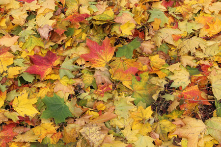 Panoramic view of colourful fallen leaves on the ground in autumn in Lithuania