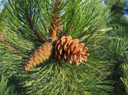 Brown pine cones on the branch of green spiky pine in the background of nature in autumn in Lithuaniaの写真素材