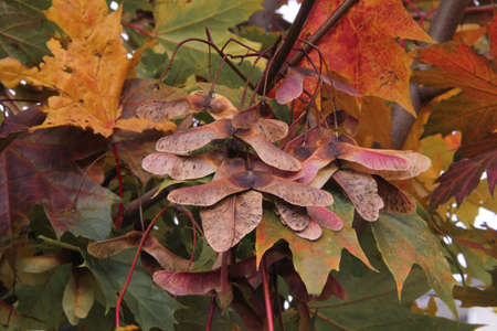 Multicolored  maple leaves and blossoms hanging on branches of the maple tree in autumn in Kaunas, Lithuaniaの写真素材
