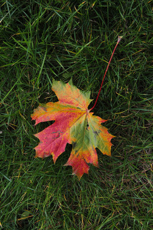 Colorful maple leaf on the green grass background in autumn in Kaunas, Lithuania