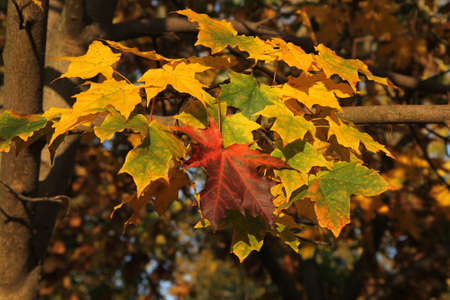 Colorful maple leaves hanging up on the maple tree branch on the background of multicolored leavesの写真素材
