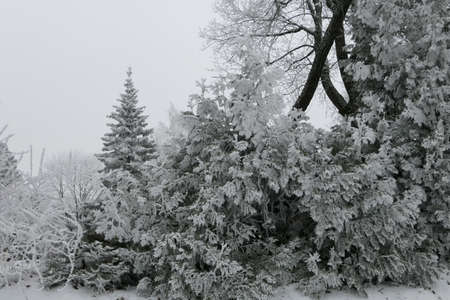 Snow covered coniferous and deciduous trees in the forest in winter in Lithuania. Landscape viewの写真素材