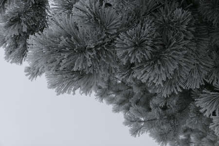Snow covered fluffy pine branch in the suburbs of Kaunas in winter. Space for textの写真素材